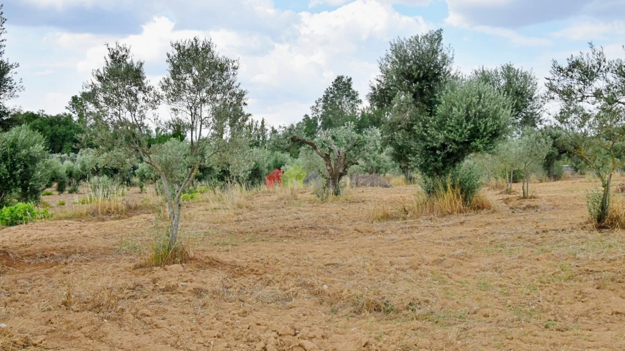 Terreno para Venda em Vila Alva