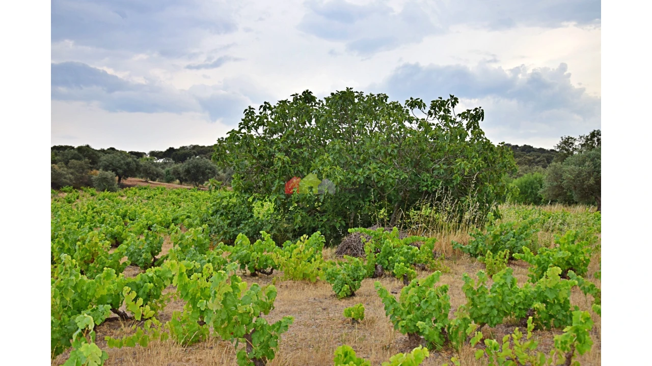 Terreno para Venda em Vila Alva Foto 3