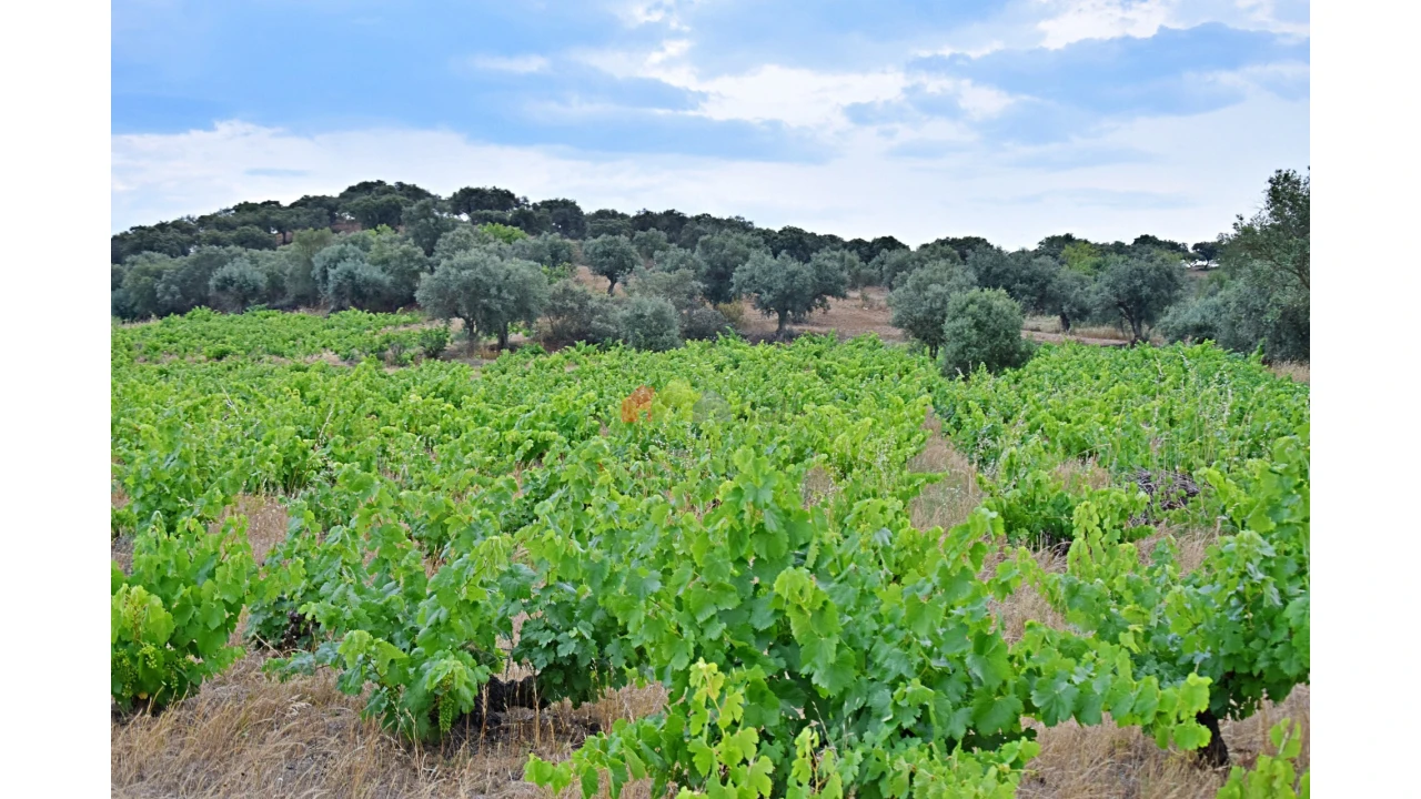 Terreno para Venda em Vila Alva Foto 2