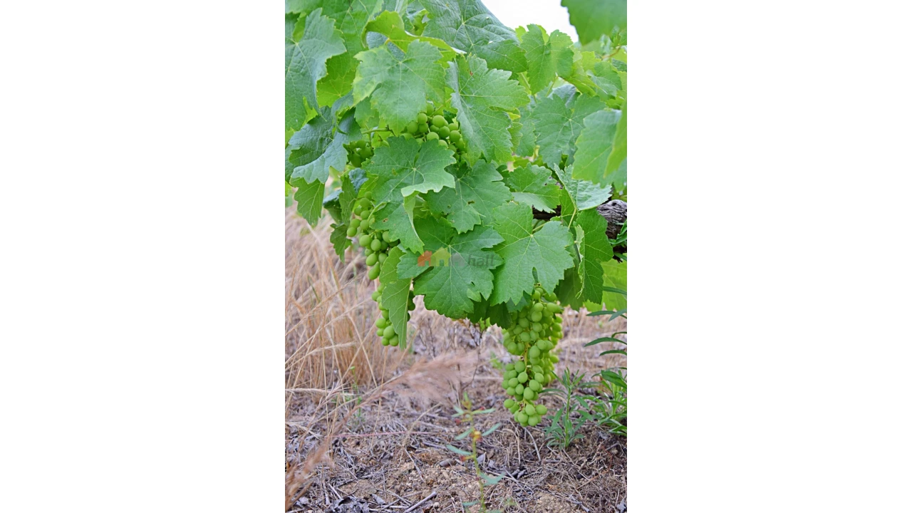 Terreno para Venda em Vila Alva Foto 13