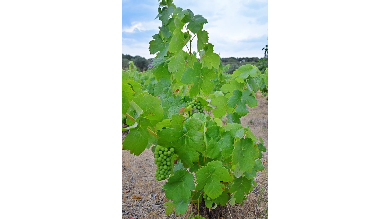 Terreno para Venda em Vila Alva Foto 12