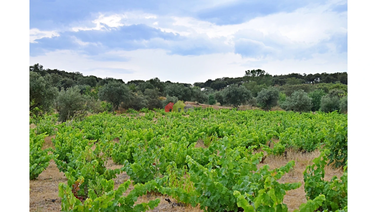 Terreno para Venda em Vila Alva Foto 1