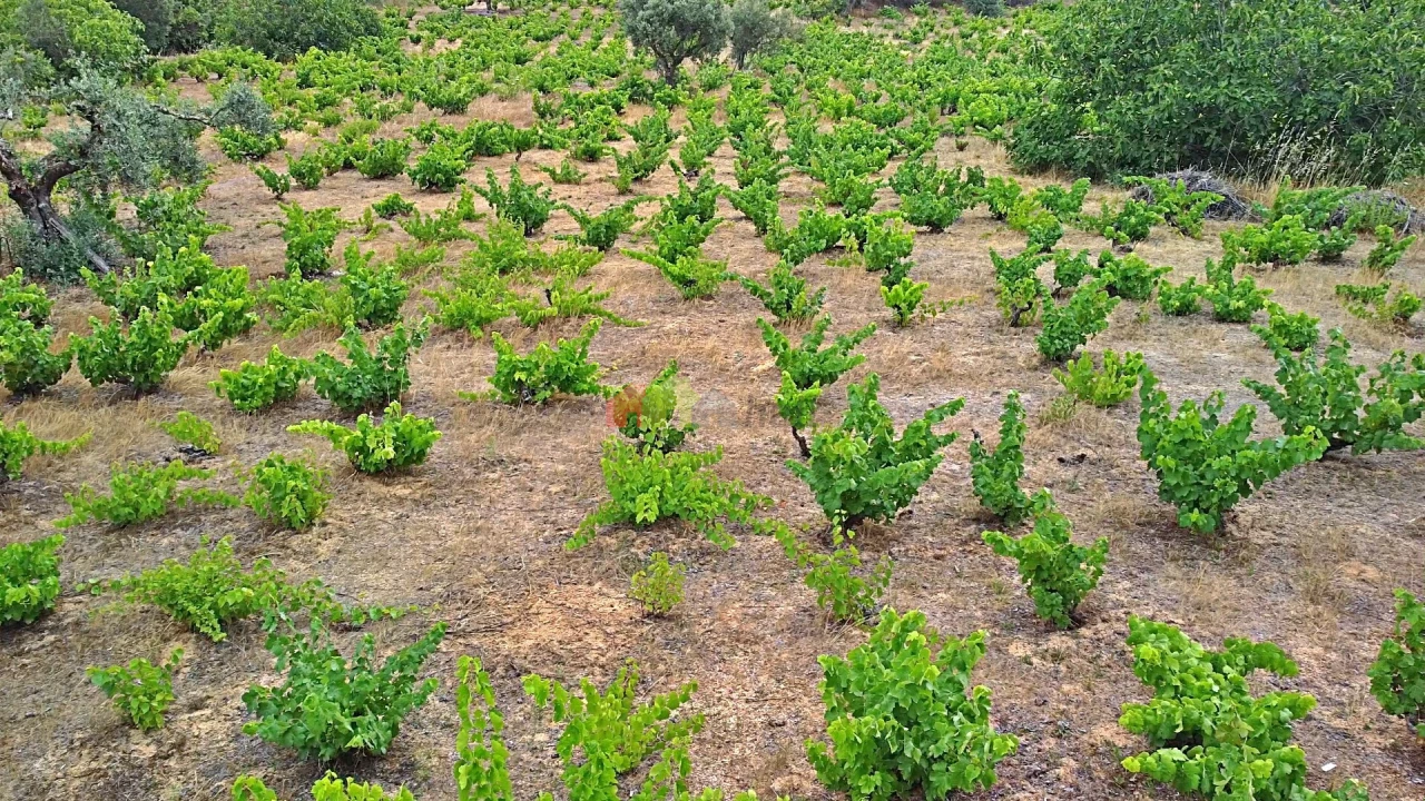 Terreno para Venda em Vila Alva Foto 29