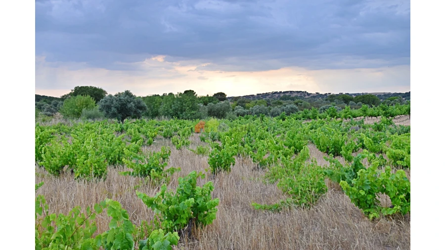 Terreno para Venda em Vila Alva Foto 8