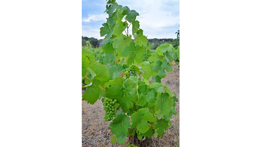 Terreno para Venda em Vila Alva Foto 12