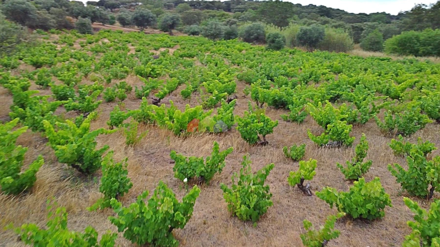 Terreno para Venda em Vila Alva Foto 28