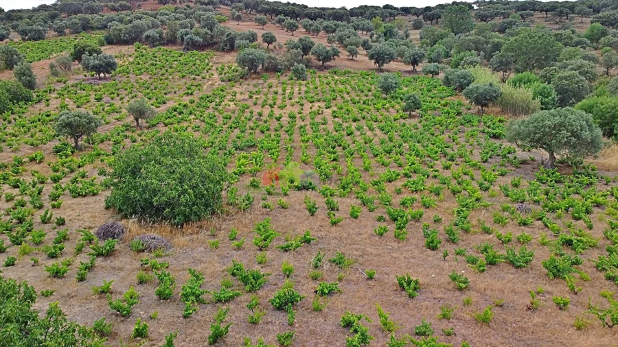 Terreno para Venda em Vila Alva Foto 19