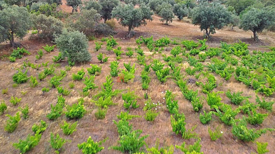 Terreno para Venda em Vila Alva Foto 33