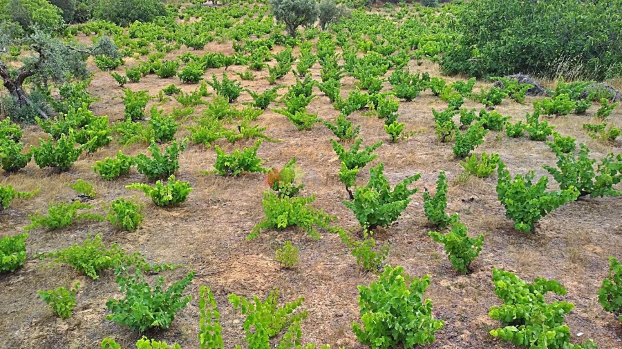 Terreno para Venda em Vila Alva Foto 29