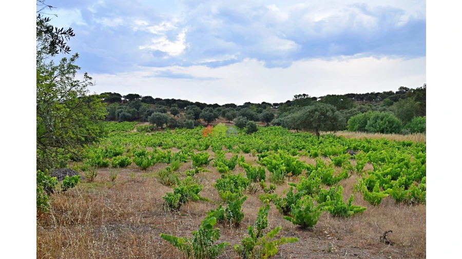 Terreno para Venda em Vila Alva Foto 6