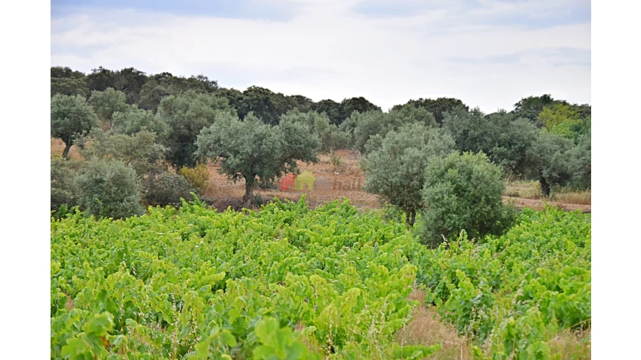 Terreno para Venda em Vila Alva Foto 10