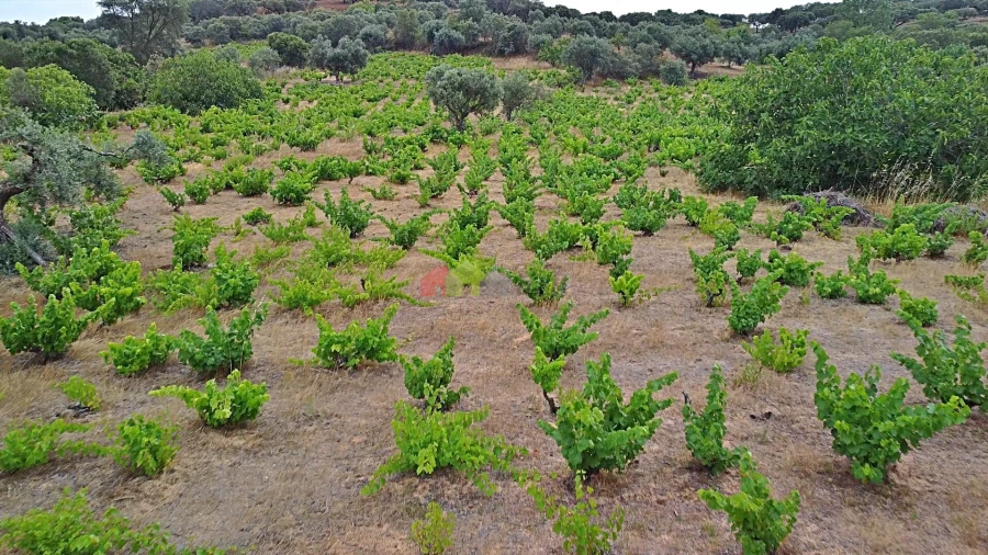Terreno para Venda em Vila Alva Foto 21