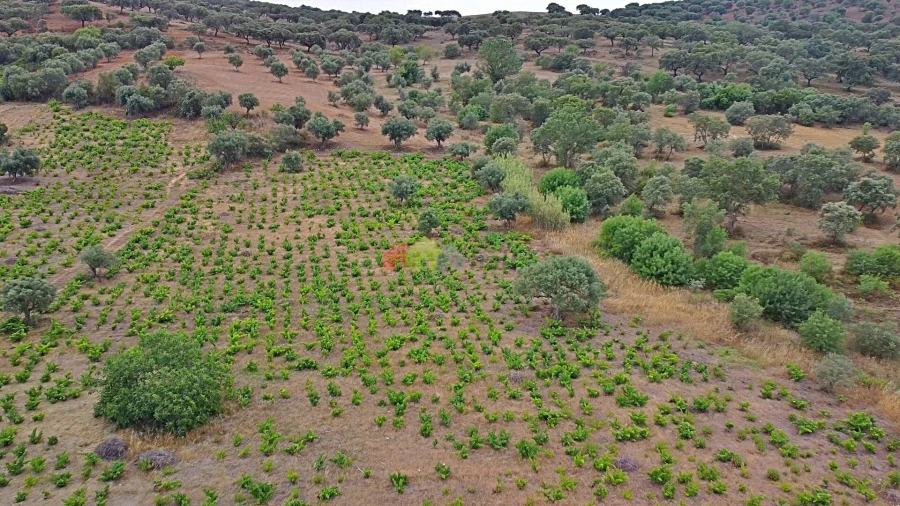 Terreno para Venda em Vila Alva Foto 17