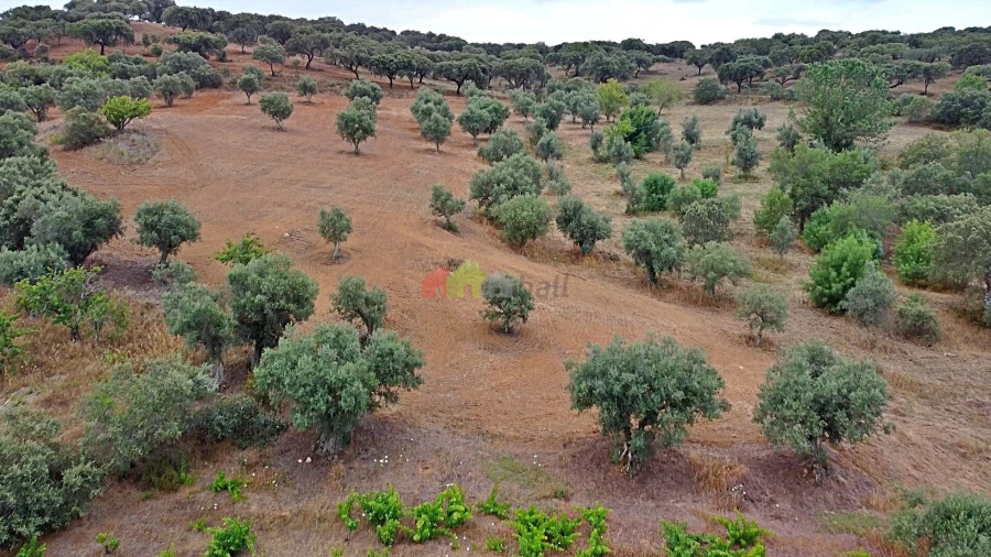 Terreno para Venda em Vila Alva Foto 18