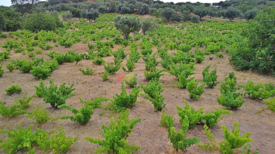 Terreno para Venda em Vila Alva Foto 22