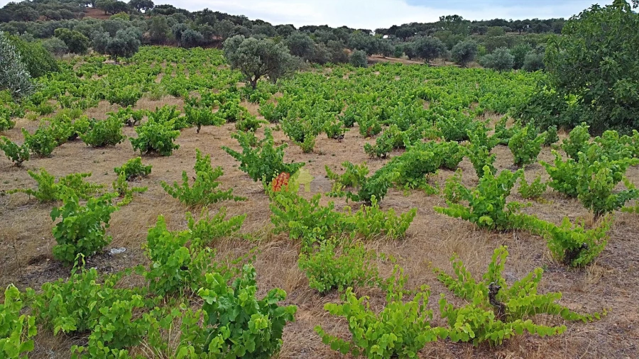 Terreno para Venda em Vila Alva Foto 30