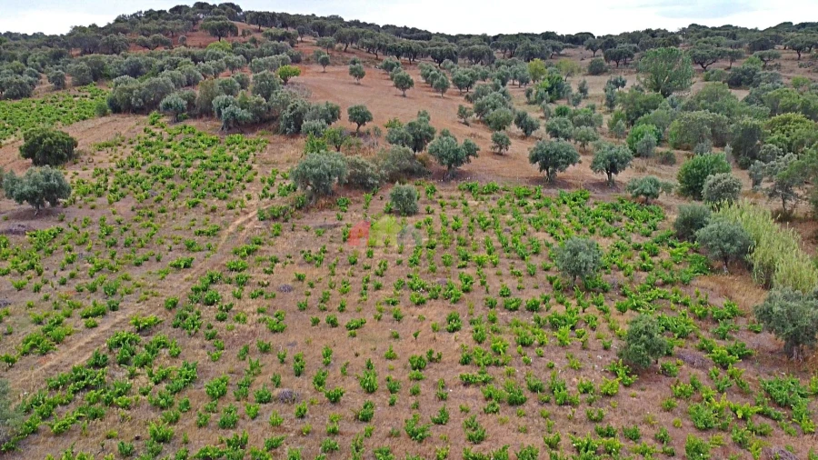 Terreno para Venda em Vila Alva Foto 26