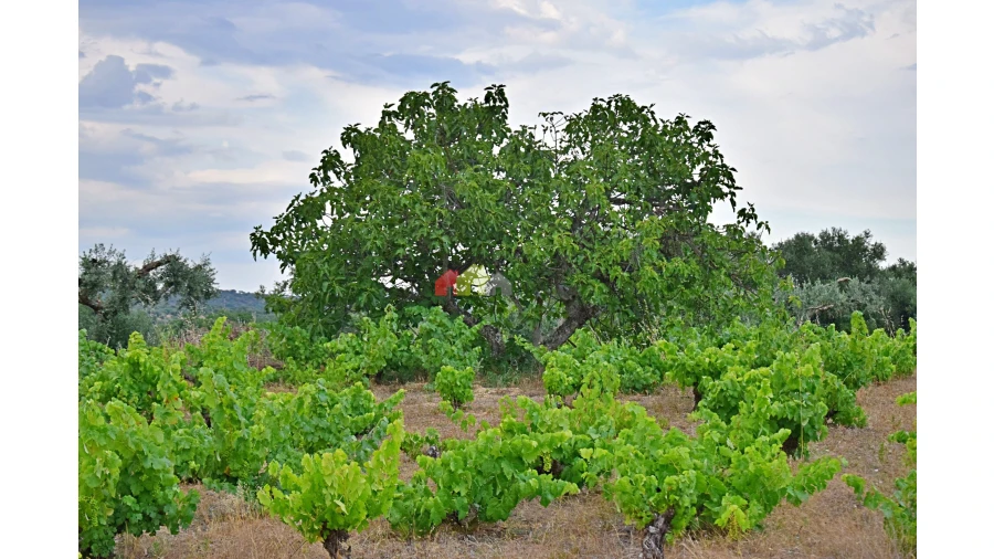 Terreno para Venda em Vila Alva Foto 7