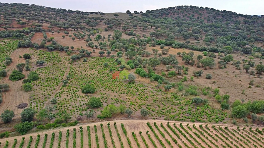 Terreno para Venda em Vila Alva Foto 15