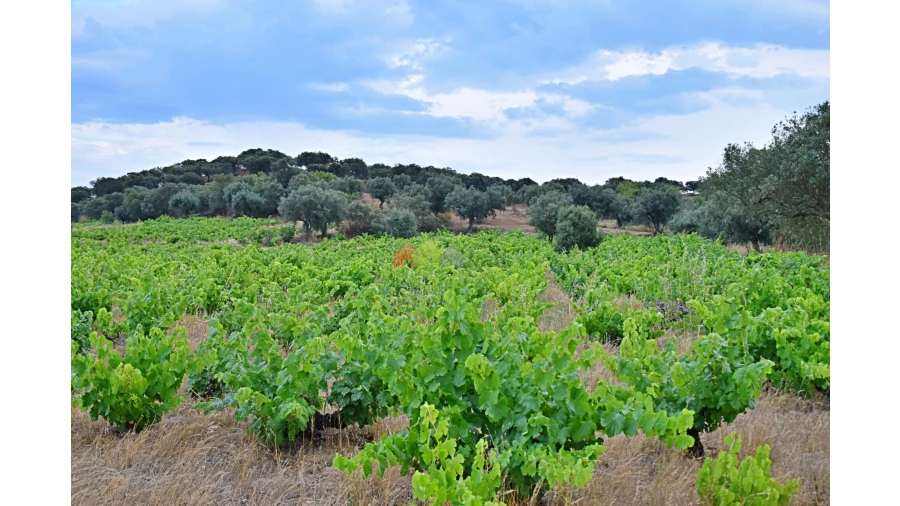 Terreno para Venda em Vila Alva Foto 9