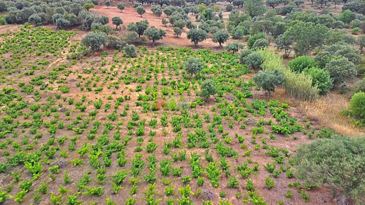 Terreno para Venda em Vila Alva Foto 23
