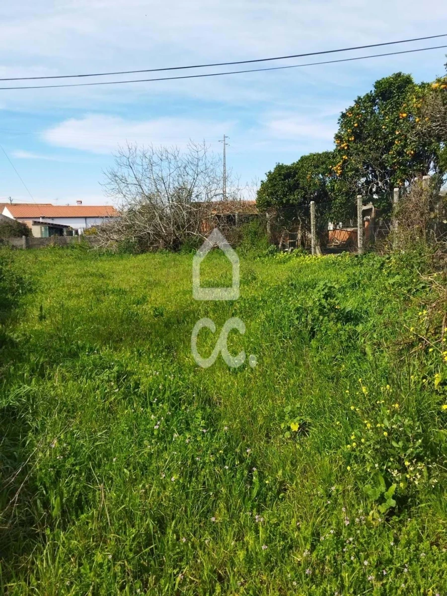 Terreno para Venda em Monte Real e Carvide Foto 8