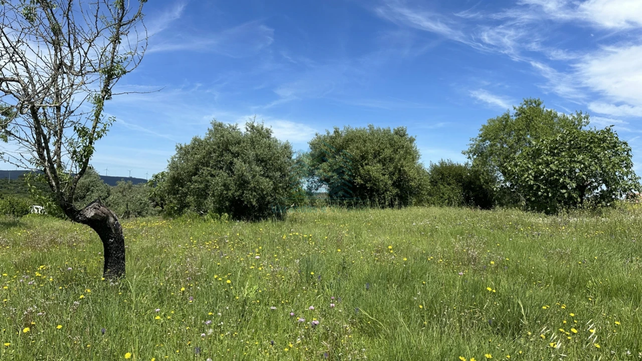 Terreno para Venda em Chancelaria Foto 9