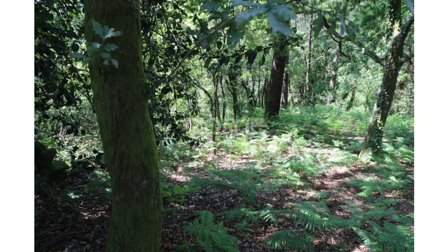 Terreno para Venda em Alvora e Loureda Foto 23
