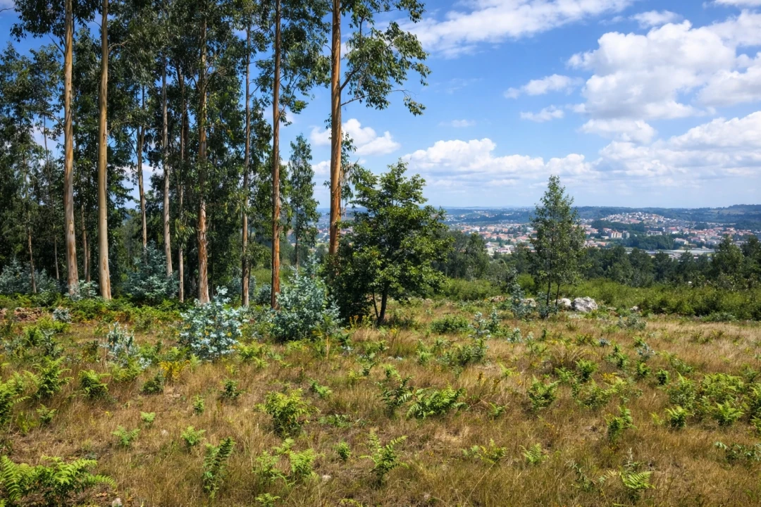 Terreno para Venda em Penamaior Foto 4