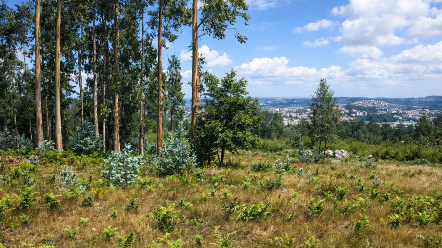 Terreno para Venda em Penamaior