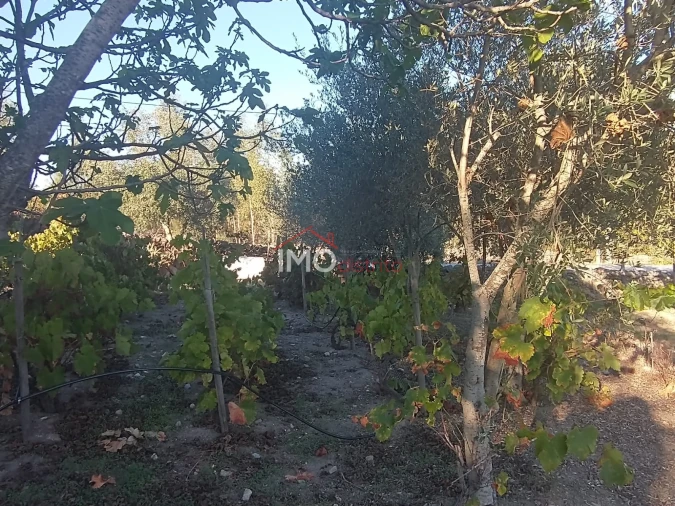 Terreno Agricola ou Rústico para Venda em Alagoa Foto 13