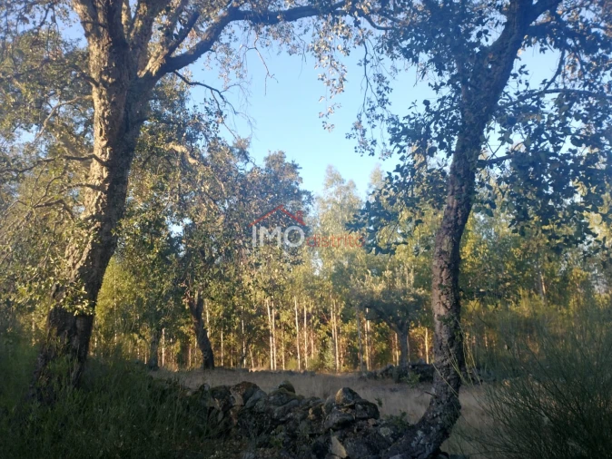 Terreno Agricola ou Rústico para Venda em Alagoa Foto 18