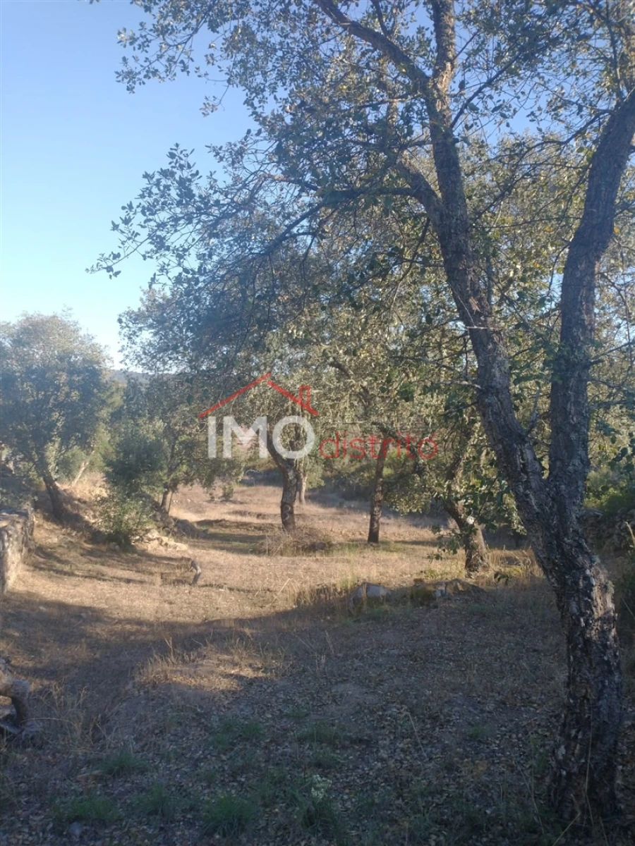 Terreno Agricola ou Rústico para Venda em Alagoa Foto 4