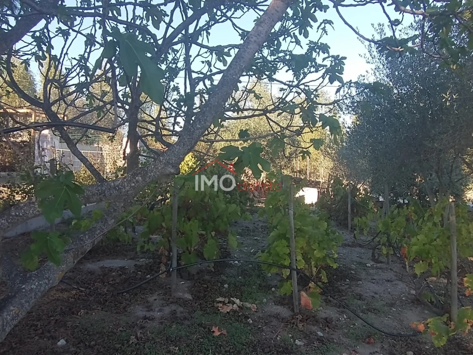 Terreno Agricola ou Rústico para Venda em Alagoa Foto 14