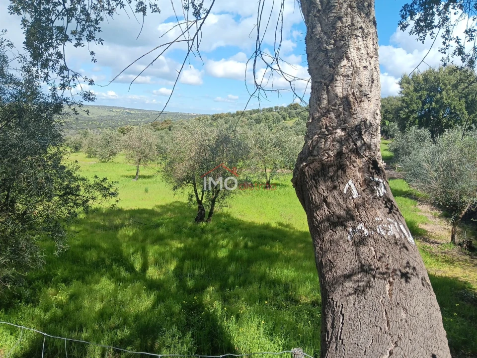 Terreno Agricola ou Rústico para Venda em Beirã Foto 15