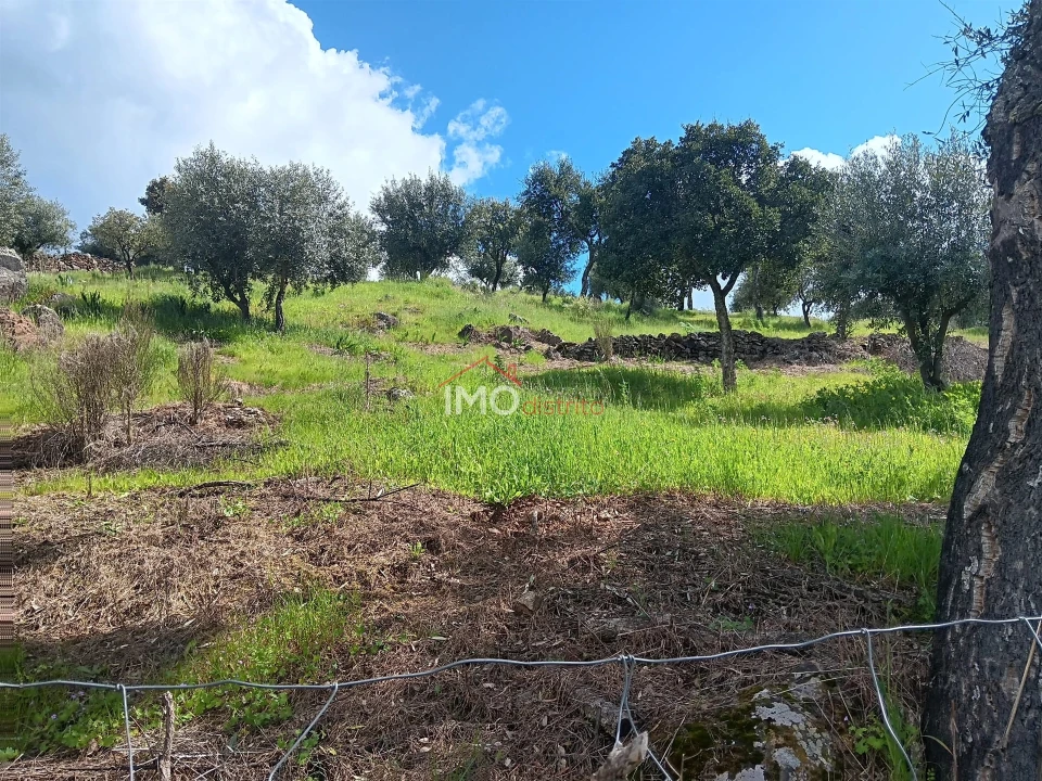 Terreno Agricola ou Rústico para Venda em Beirã Foto 6