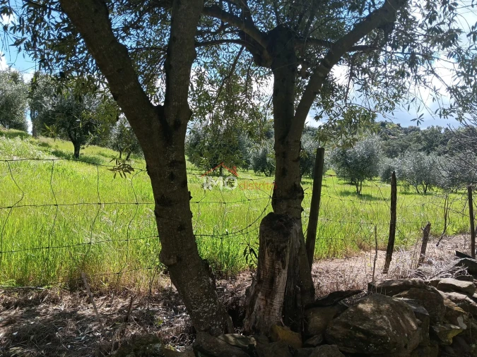 Terreno Agricola ou Rústico para Venda em Beirã