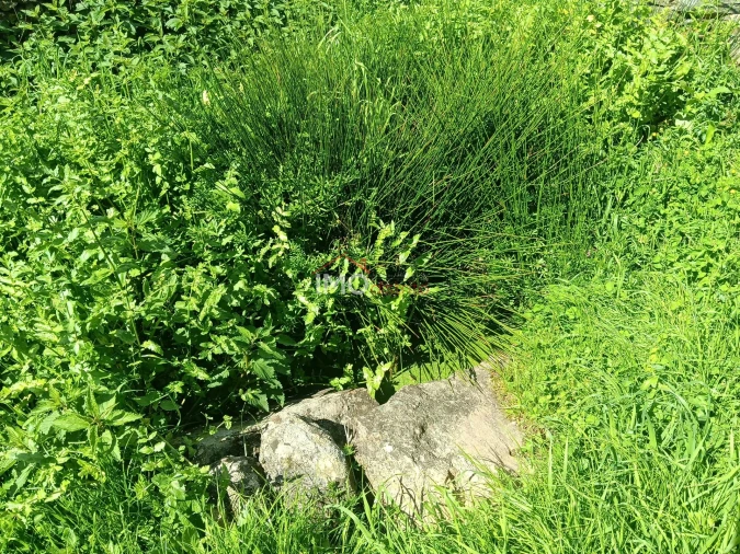 Terreno Agricola ou Rústico para Venda em Beirã Foto 5