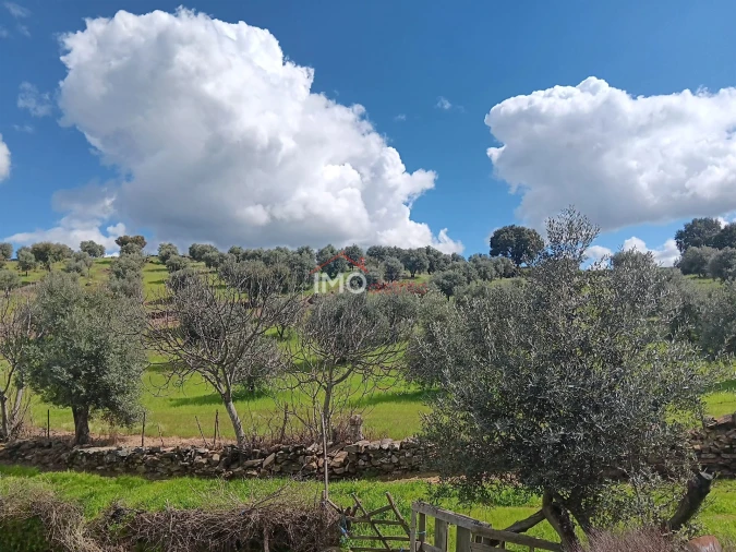Terreno Agricola ou Rústico para Venda em Beirã Foto 4