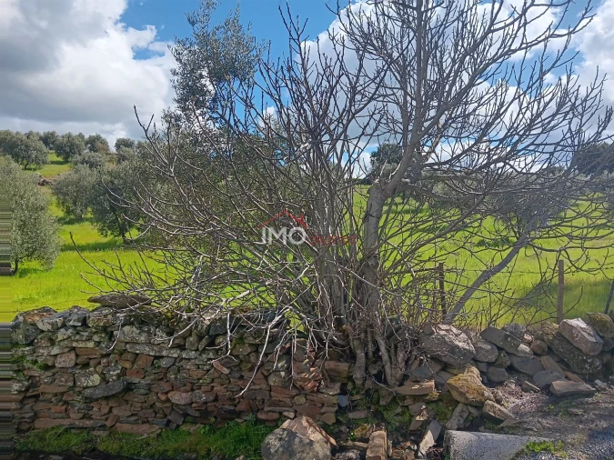 Terreno Agricola ou Rústico para Venda em Beirã Foto 12