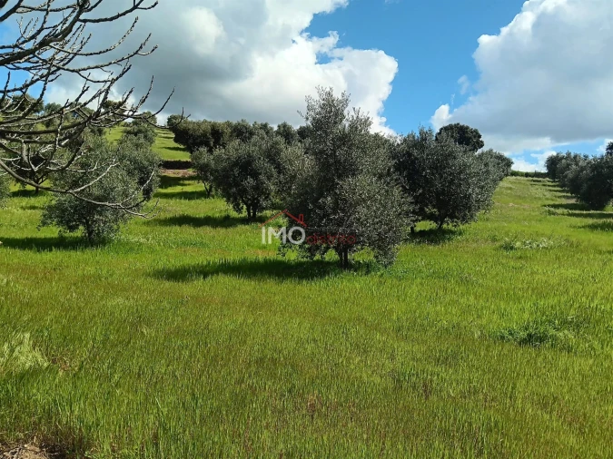 Terreno Agricola ou Rústico para Venda em Beirã Foto 11