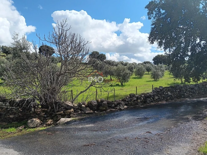 Terreno Agricola ou Rústico para Venda em Beirã Foto 3