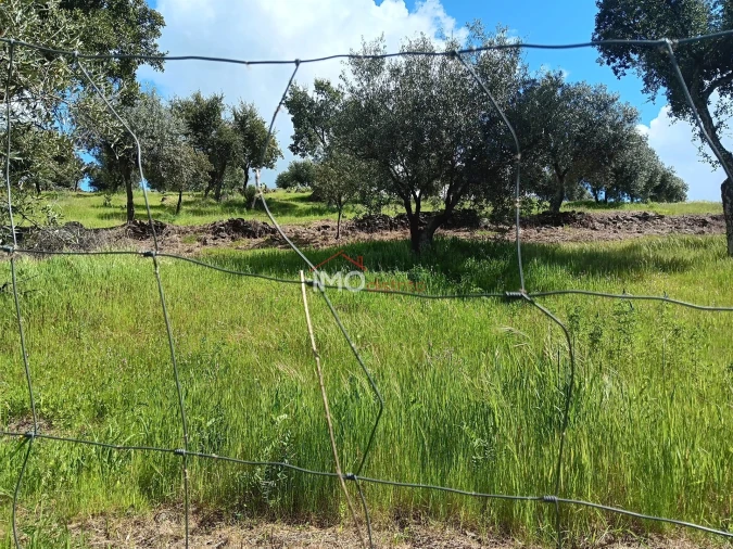 Terreno Agricola ou Rústico para Venda em Beirã Foto 8