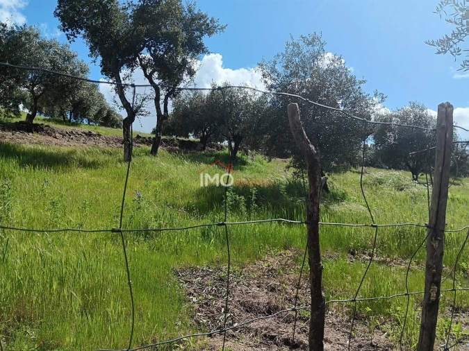 Terreno Agricola ou Rústico para Venda em Beirã Foto 7
