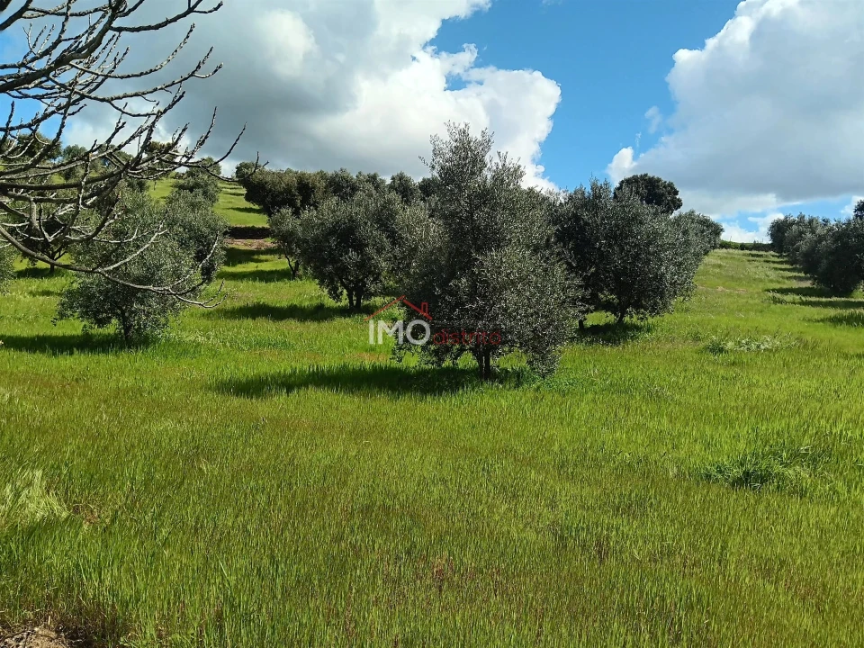 Terreno Agricola ou Rústico para Venda em Beirã Foto 11