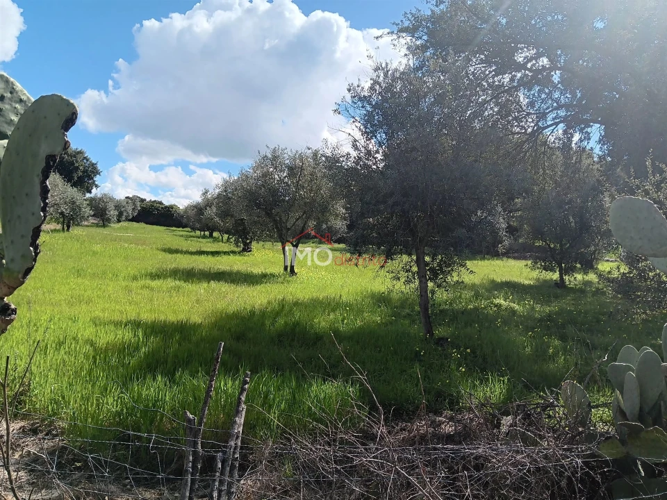 Terreno Agricola ou Rústico para Venda em Beirã Foto 13