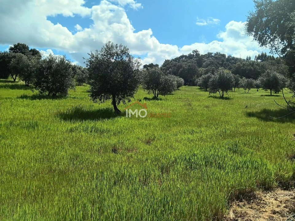 Terreno Agricola ou Rústico para Venda em Beirã Foto 10