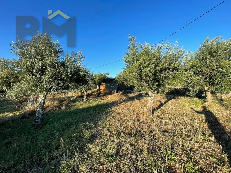 Terreno Agricola ou Rústico para Venda em Freixial e Juncal do Campo Foto 3