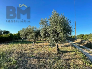 Terreno Agricola ou Rústico para Venda em Freixial e Juncal do Campo