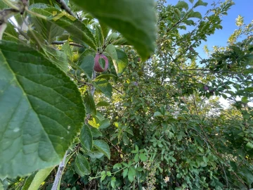 Terreno Agricola ou Rústico para Venda em Freixial e Juncal do Campo
